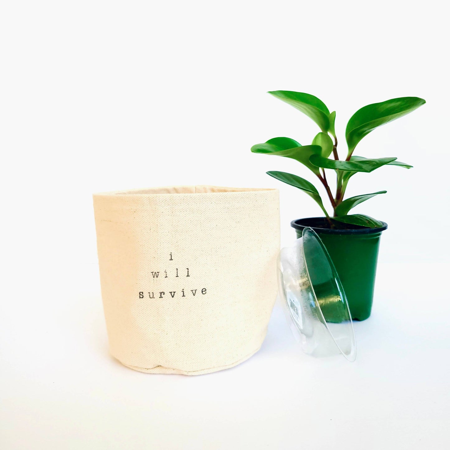 Drinks well with others Canvas Plant Pot Cover: 4" / Uncuffed